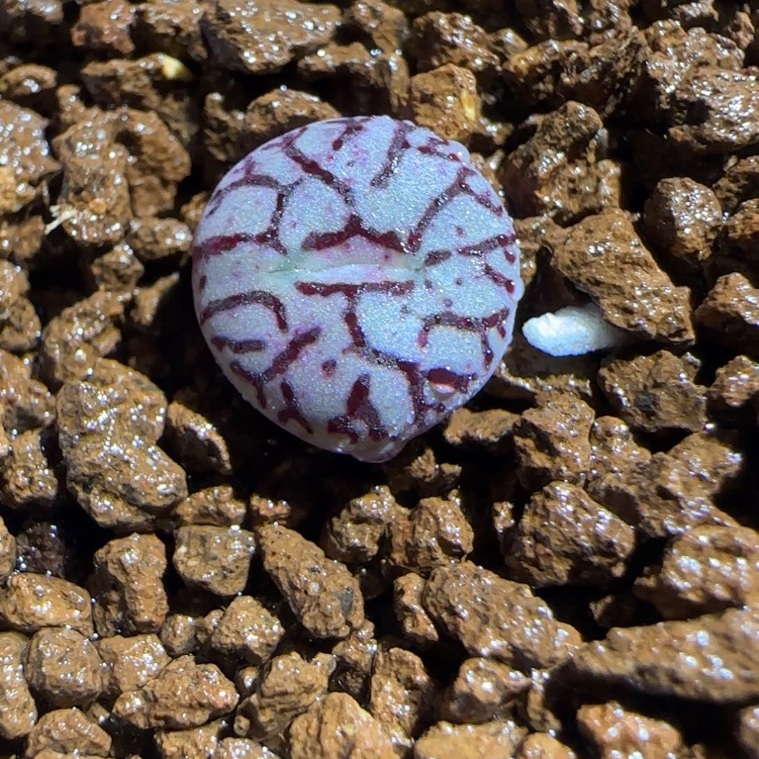 肉锥多肉植物百科-八重杂交168