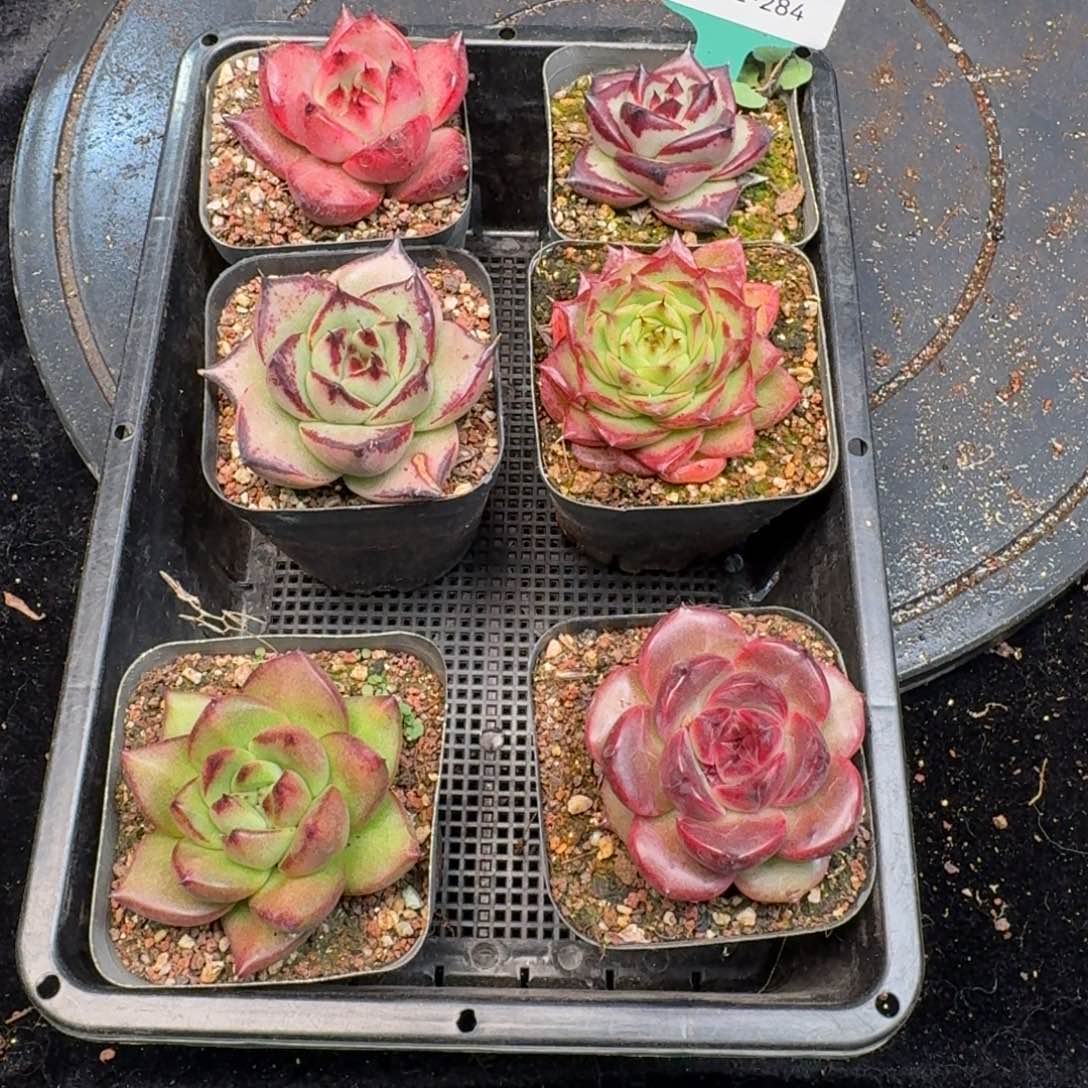 从前慢多肉精选编号1212.284