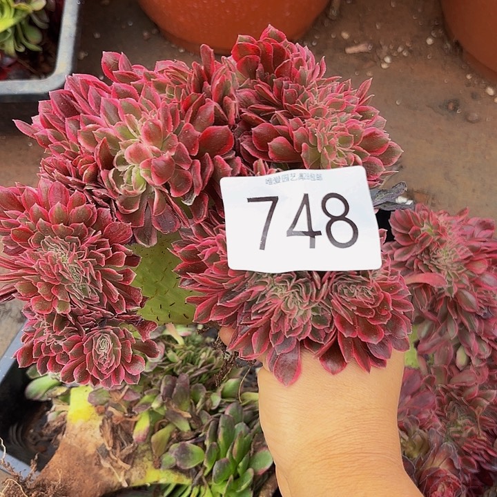 多肉植物福利来748