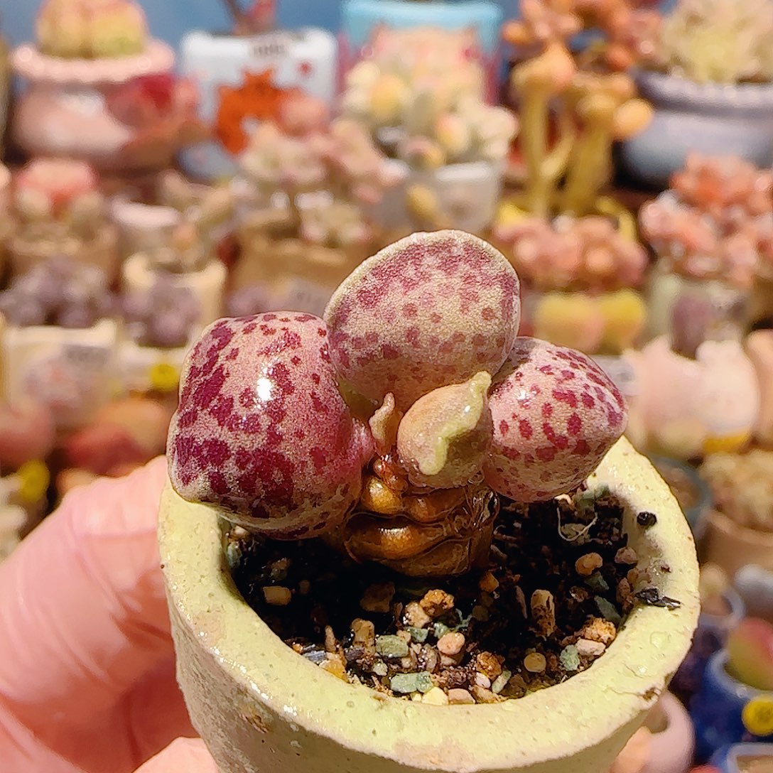 T可爱粉丸盆口2.5cm