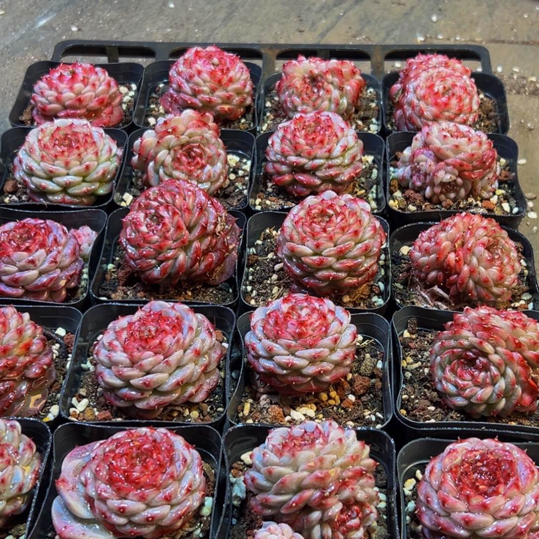 700多肉葡萄的味道是真的