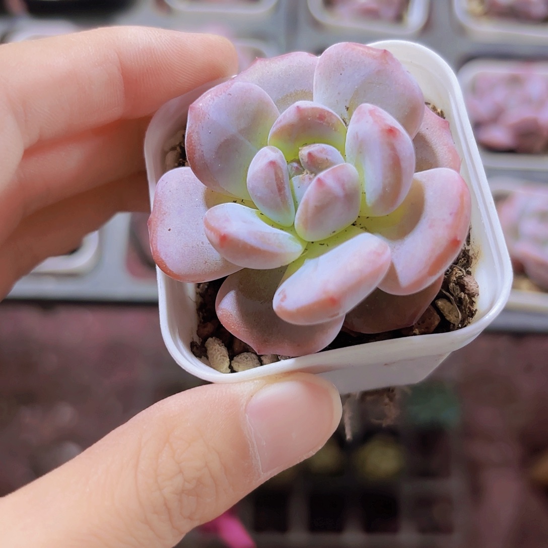 精品奶盖多肉植物