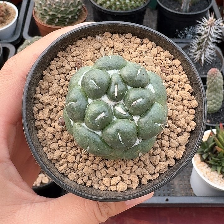 无刺象牙仙人球123