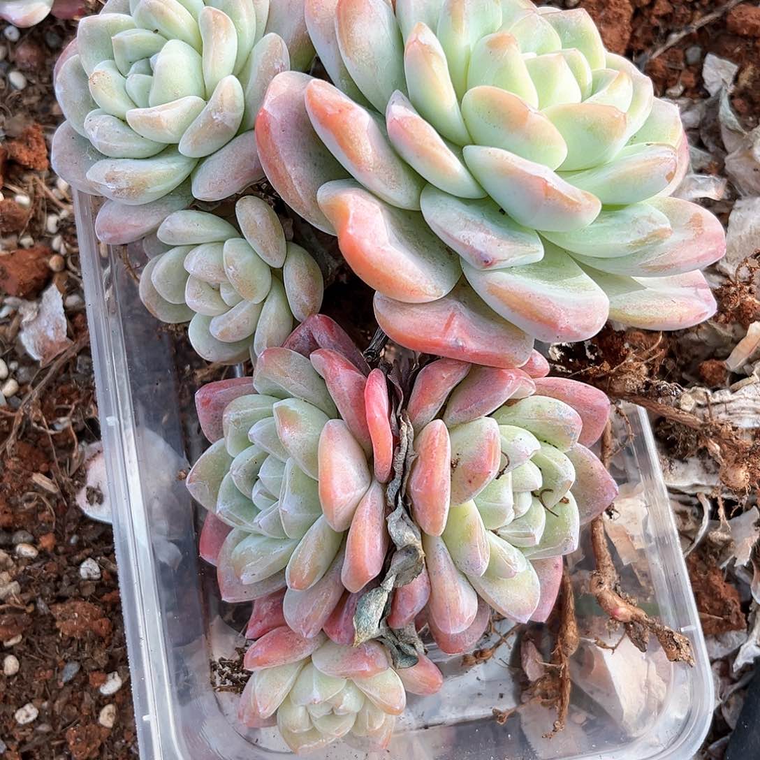 阿雅园艺。           350