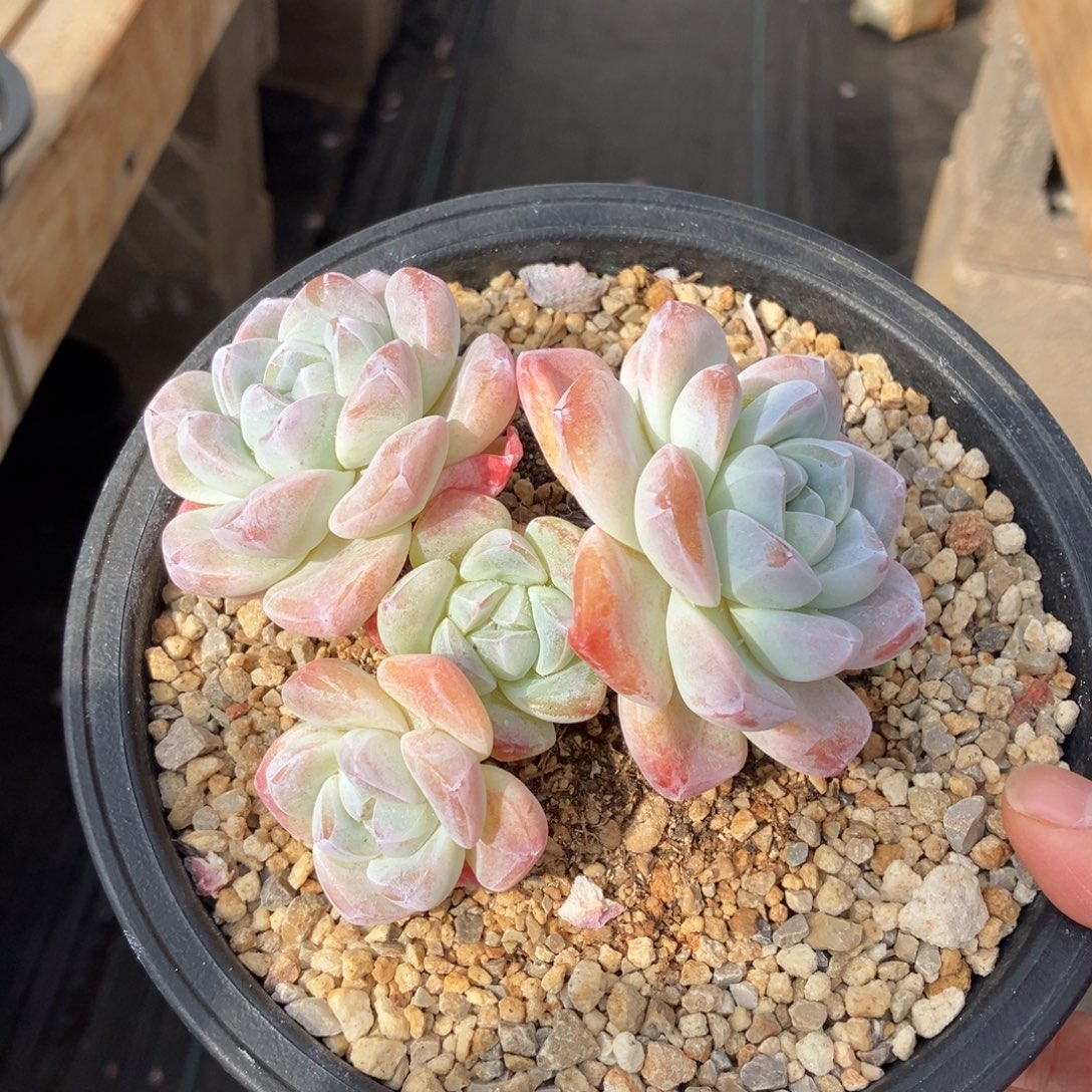 冰玉老桩 一物一拍不支持退换