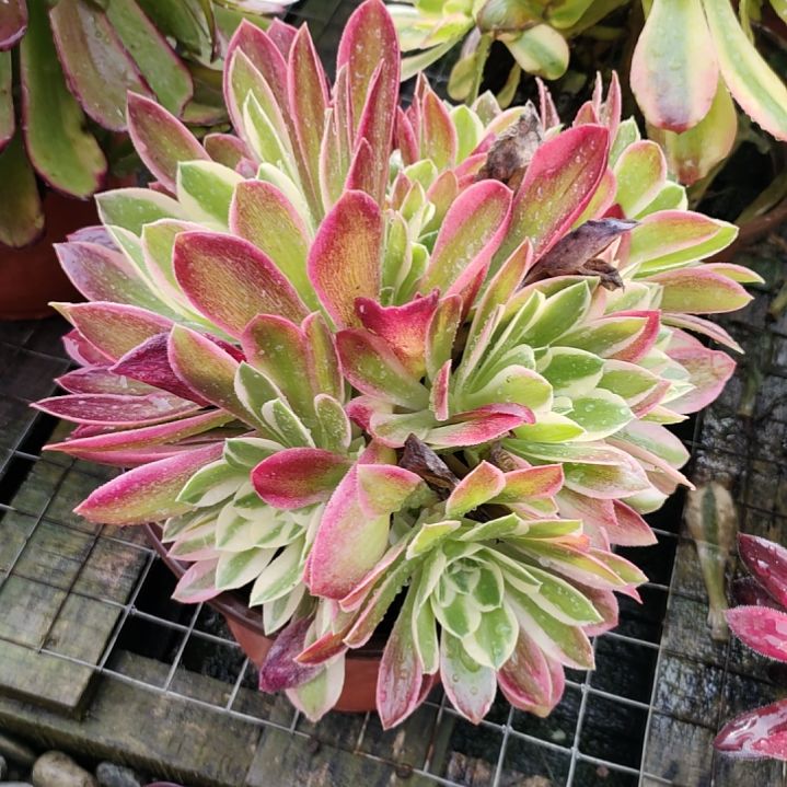 多肉法师锦女郎法师