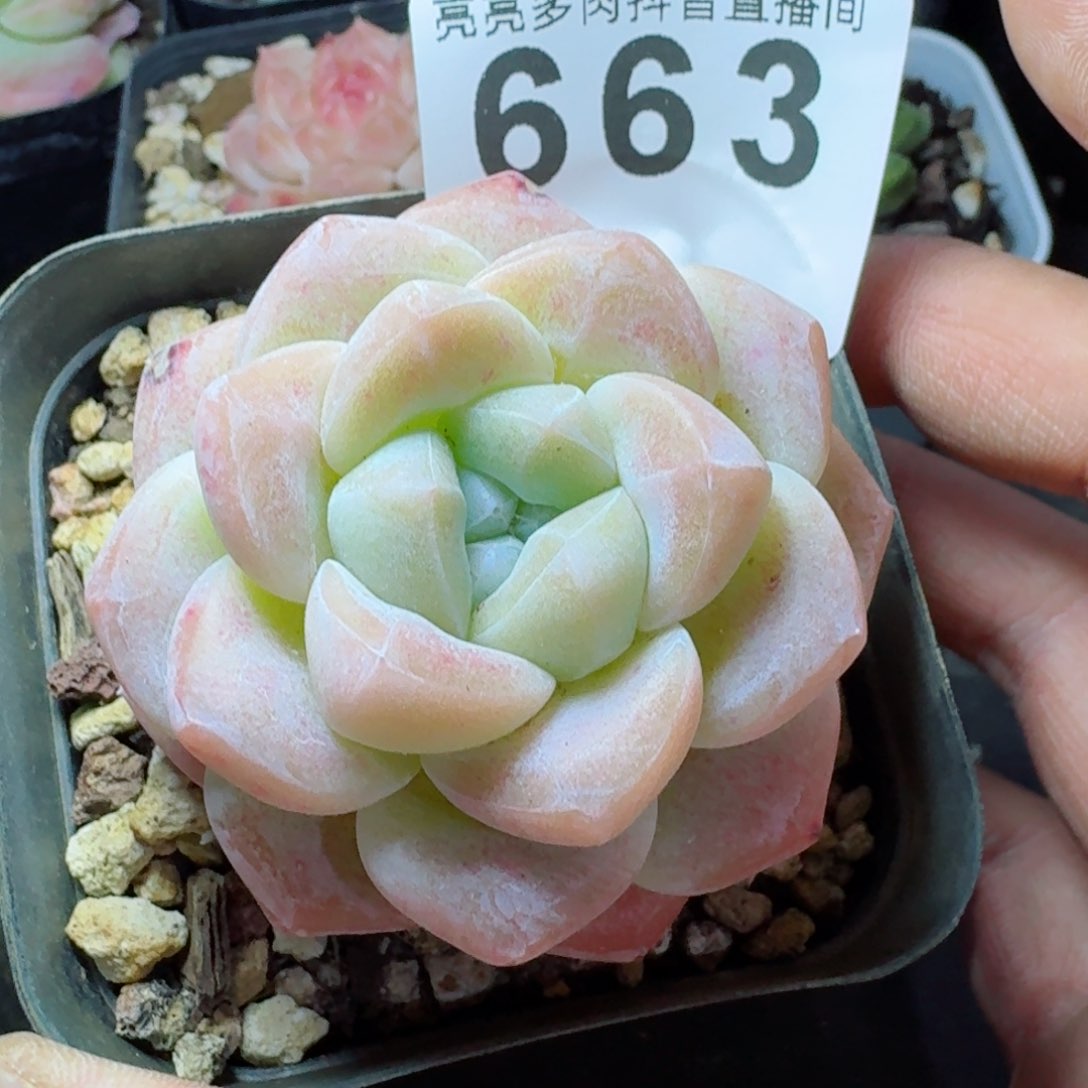 谷****C   今日奖品，多肉植物请凑单够包邮