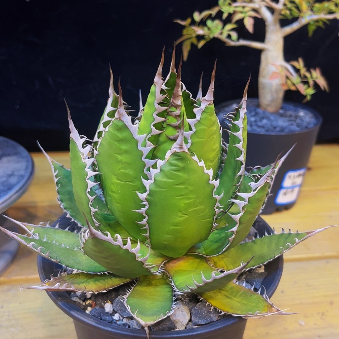 美版强密刺霍利达，潮流植物