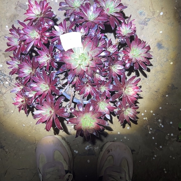 风***虹多肉法师植物链接104