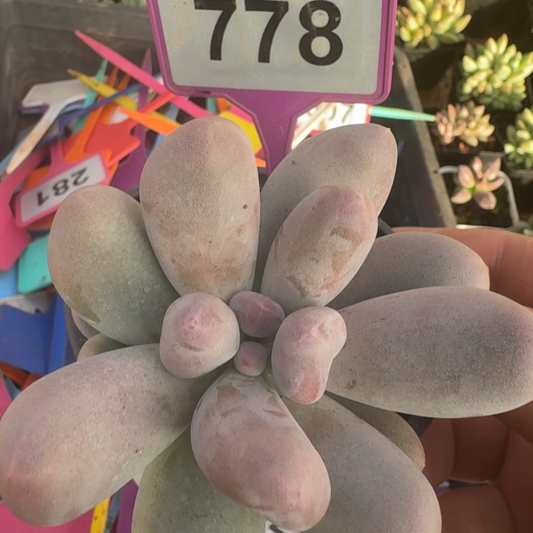 多肉植物米可奶778