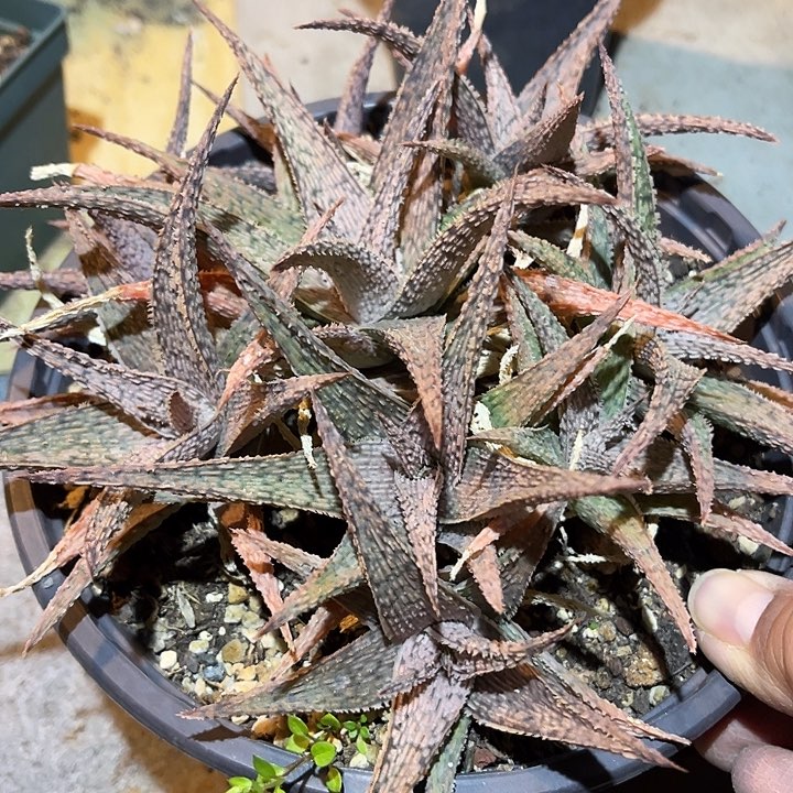 满38包邮2天凑单，脱土晾根发货多肉植物