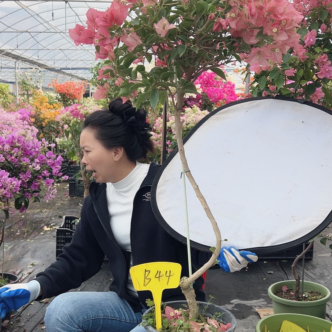 馨***儿大部分花苞少量开放B44卡亚塔