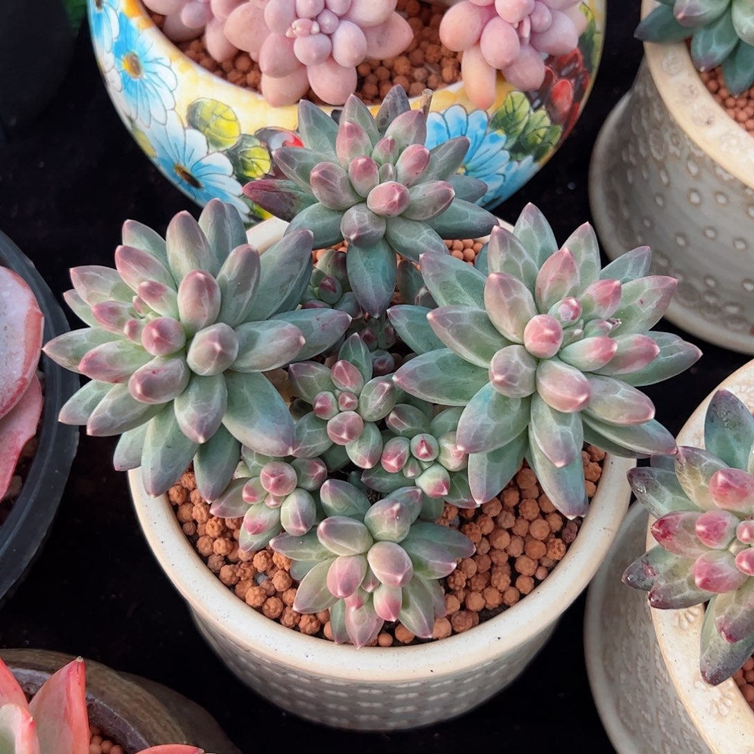 然然精品多肉伊卡鲁斯