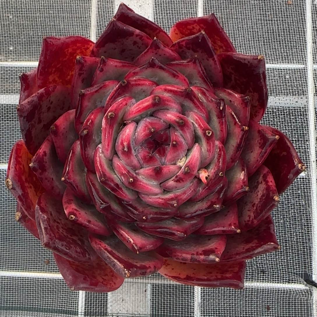 从前慢花园多肉精选红拉糖