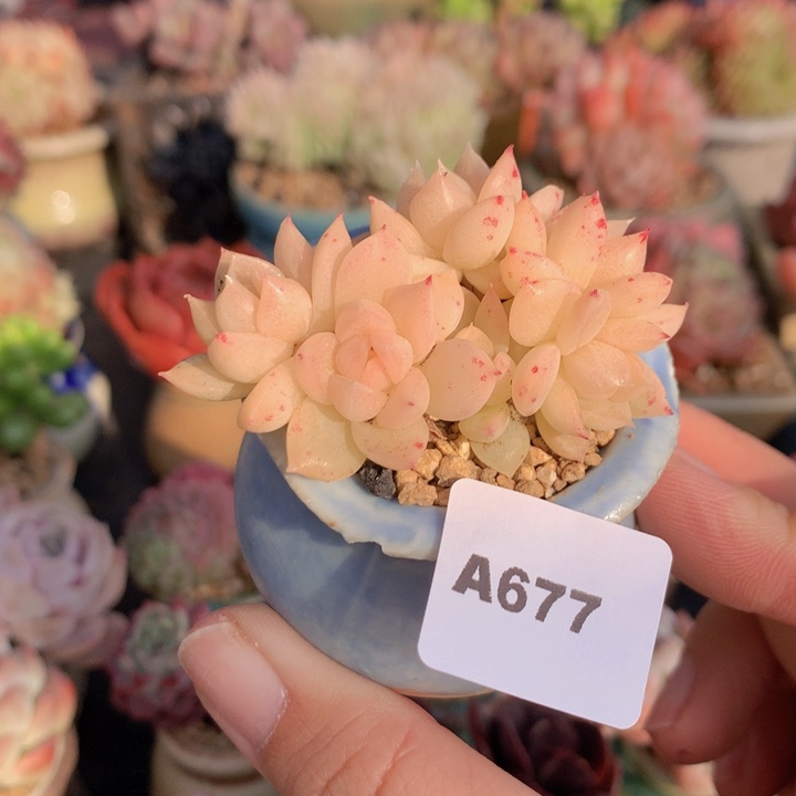 一物一拍含盆土满38包邮A677