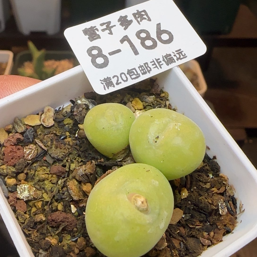 空卡3头带盆土发货。