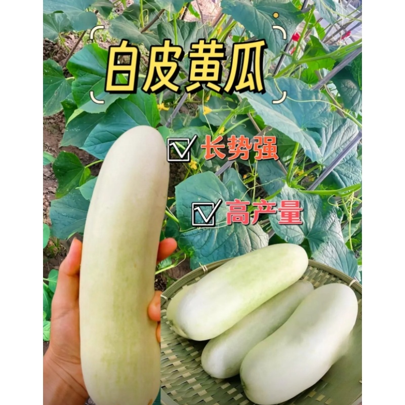 满5包 包邮004白黄瓜种子奶油白黄瓜种子