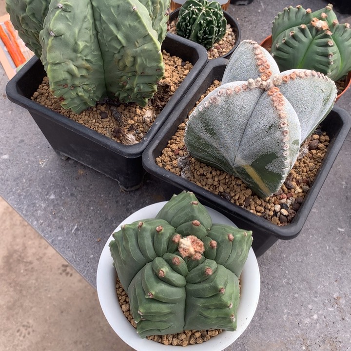 大****鱼开播福利实生仙人球仙人球