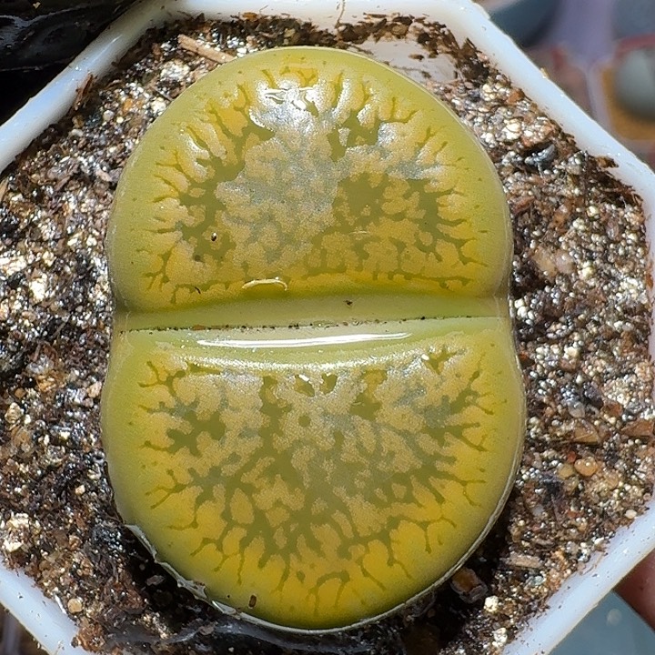 生石花112212。 3.5左右。  122