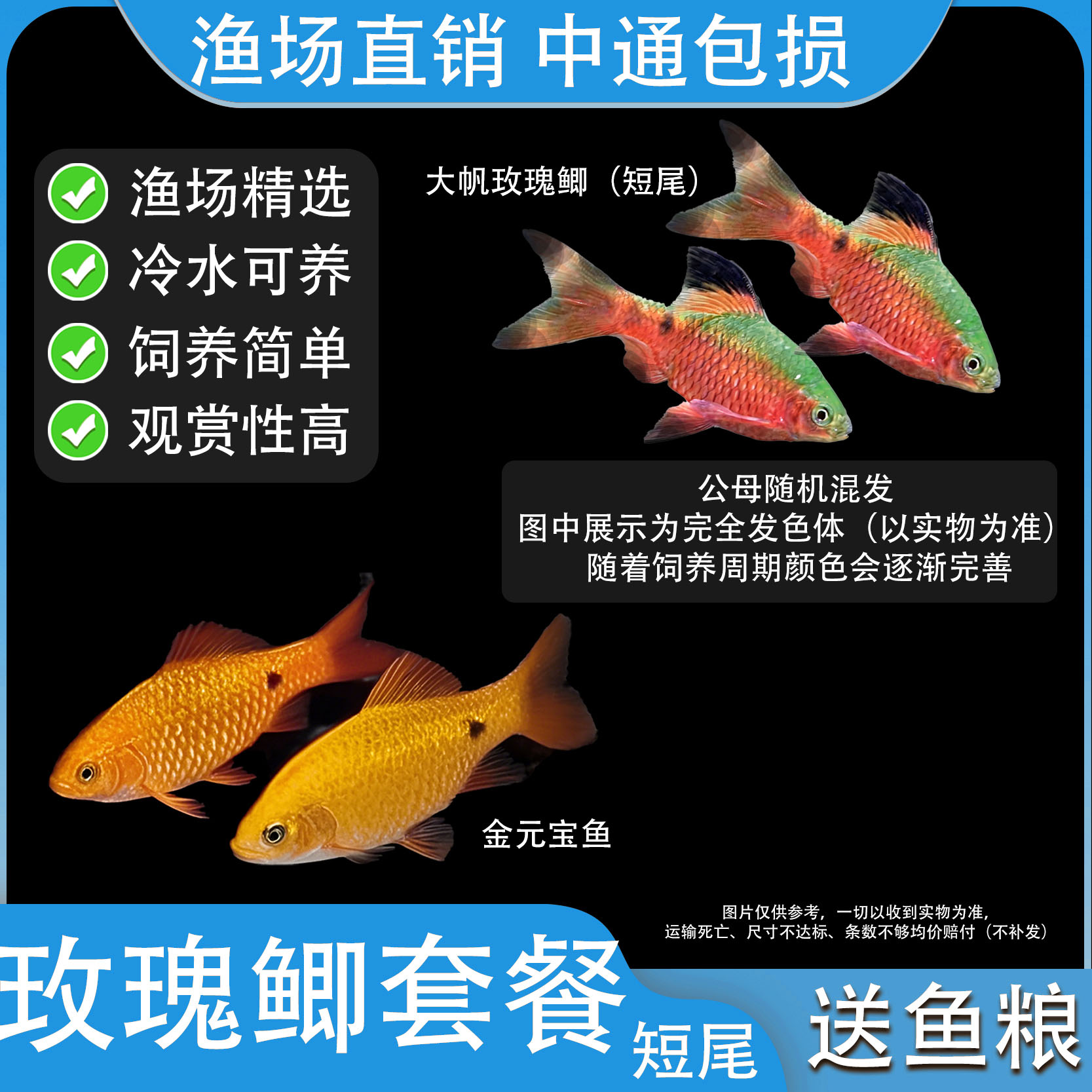 大帆玫瑰鲫短尾原生冷水钻石彩虹鲫耐养小型好养易活小型观赏鱼