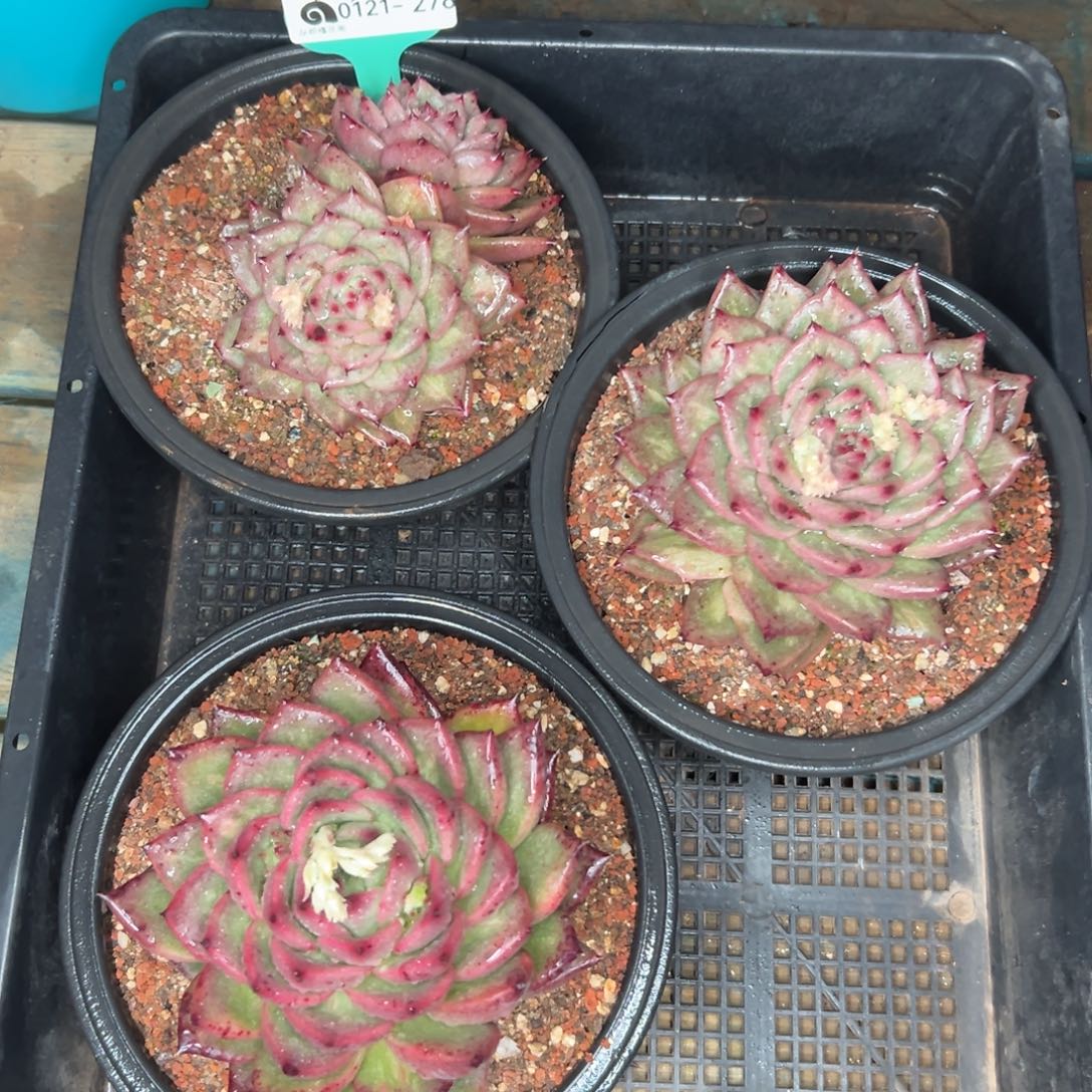 多肉精选编号0121.278