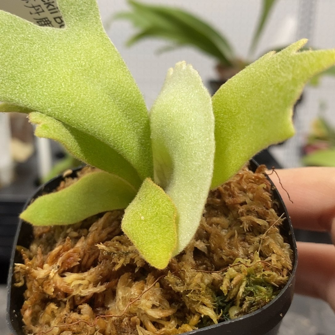 无花朵波哥苏丹鹿角蕨