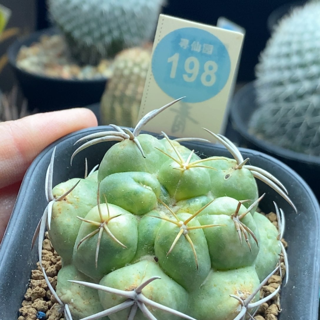 自根象牙锦有斑5.3cm