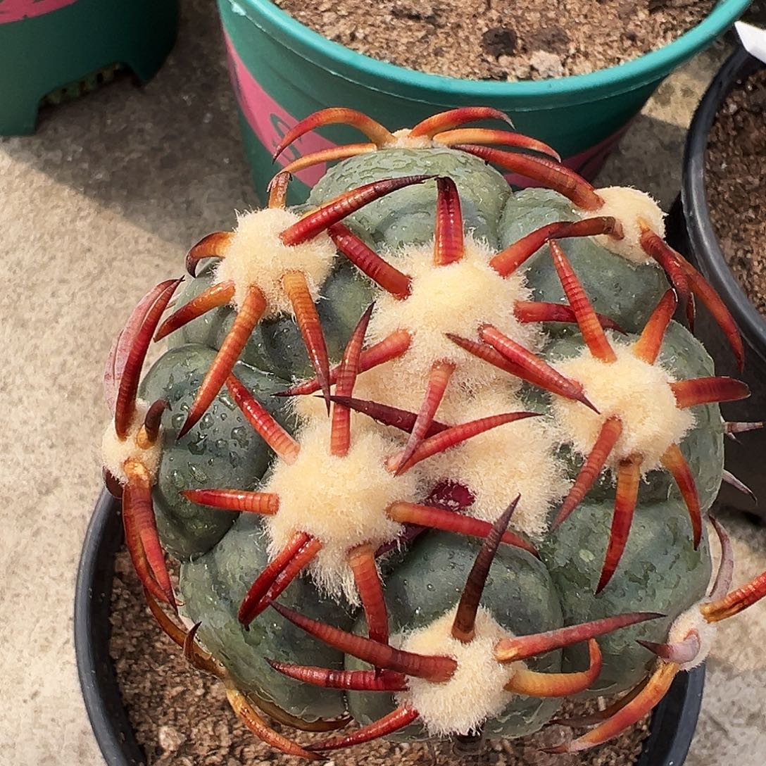 り***つ自根花王10公分以下