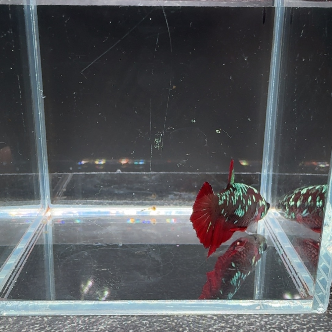 海水鱼23号拍品印尼斗鱼