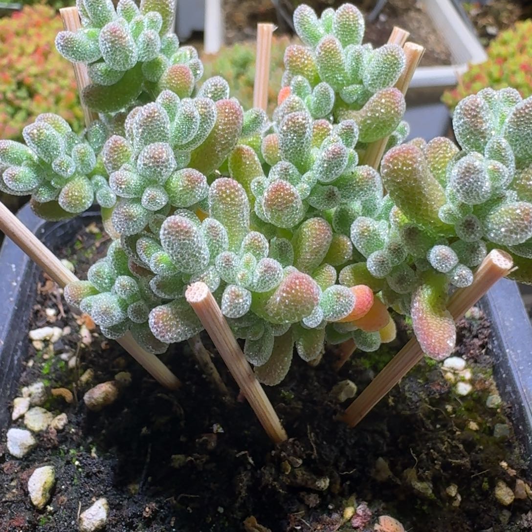 五彩冰晶枝干番杏470