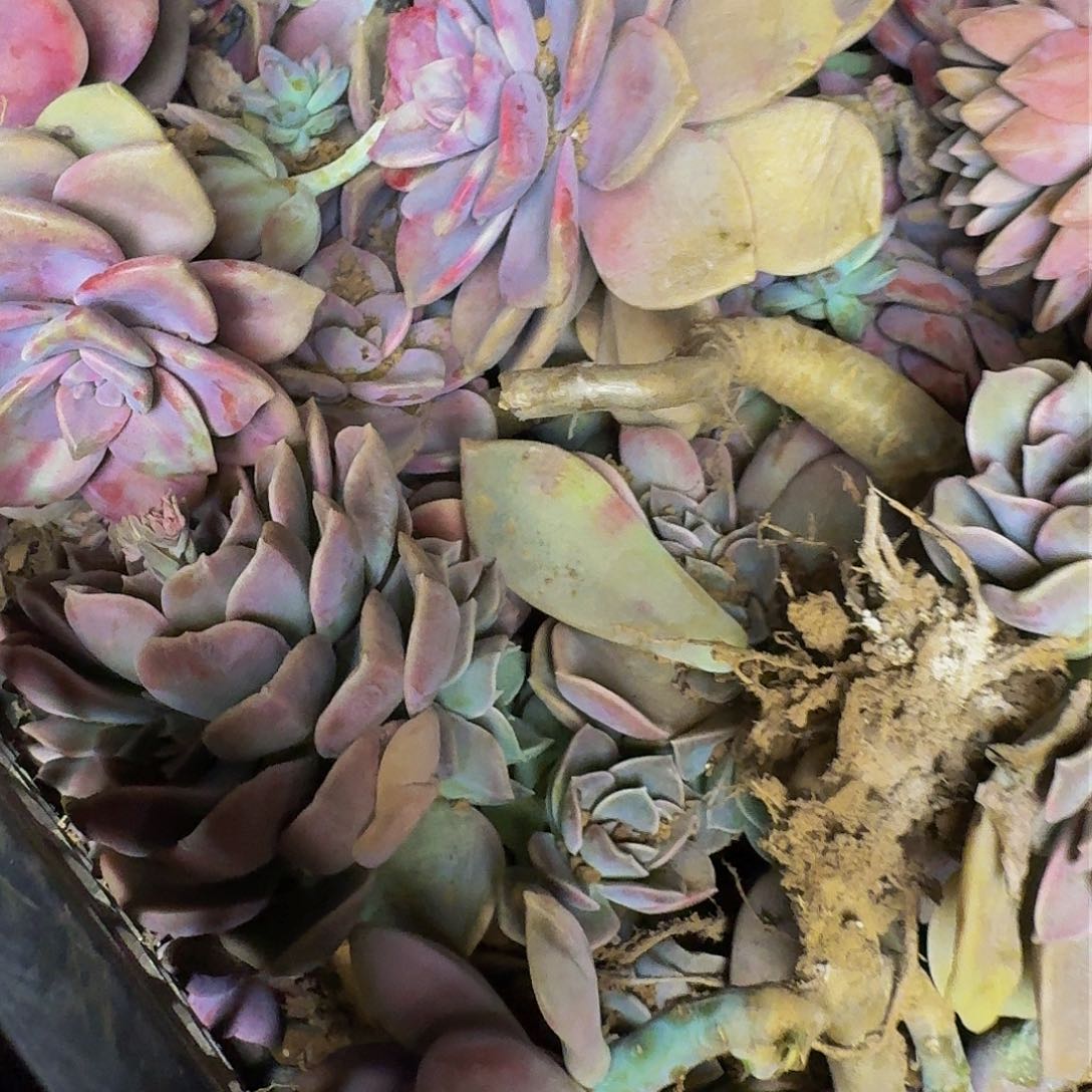 多肉断枝 不包损13.8