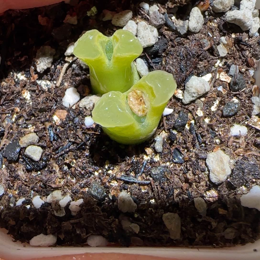 肉锥多肉植物百科-极窗1427