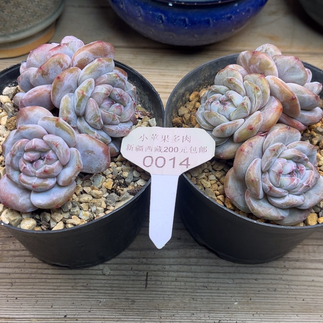 绿底紫心014/2棵多肉