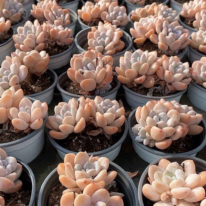 64香玉双头起发 福利多多