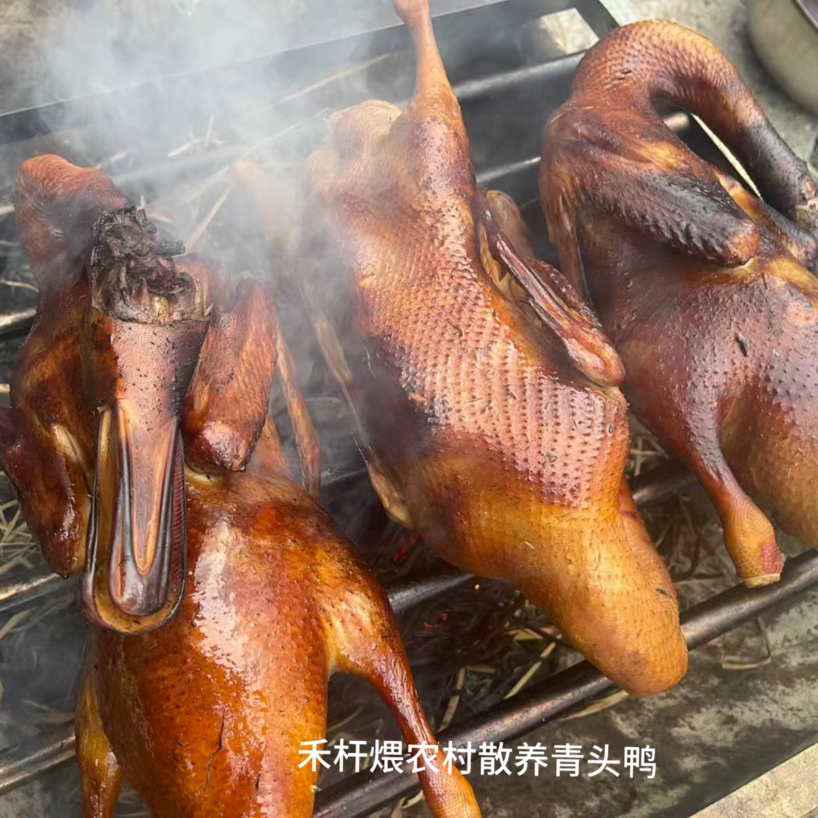 禾杆煨农村散养青头鸭