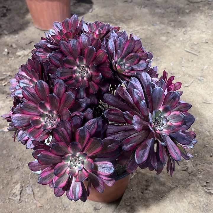 多肉植物法师烟花124