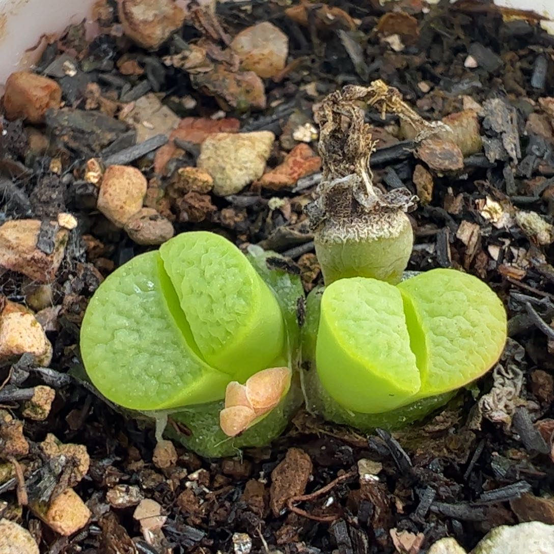 852多肉植物组合