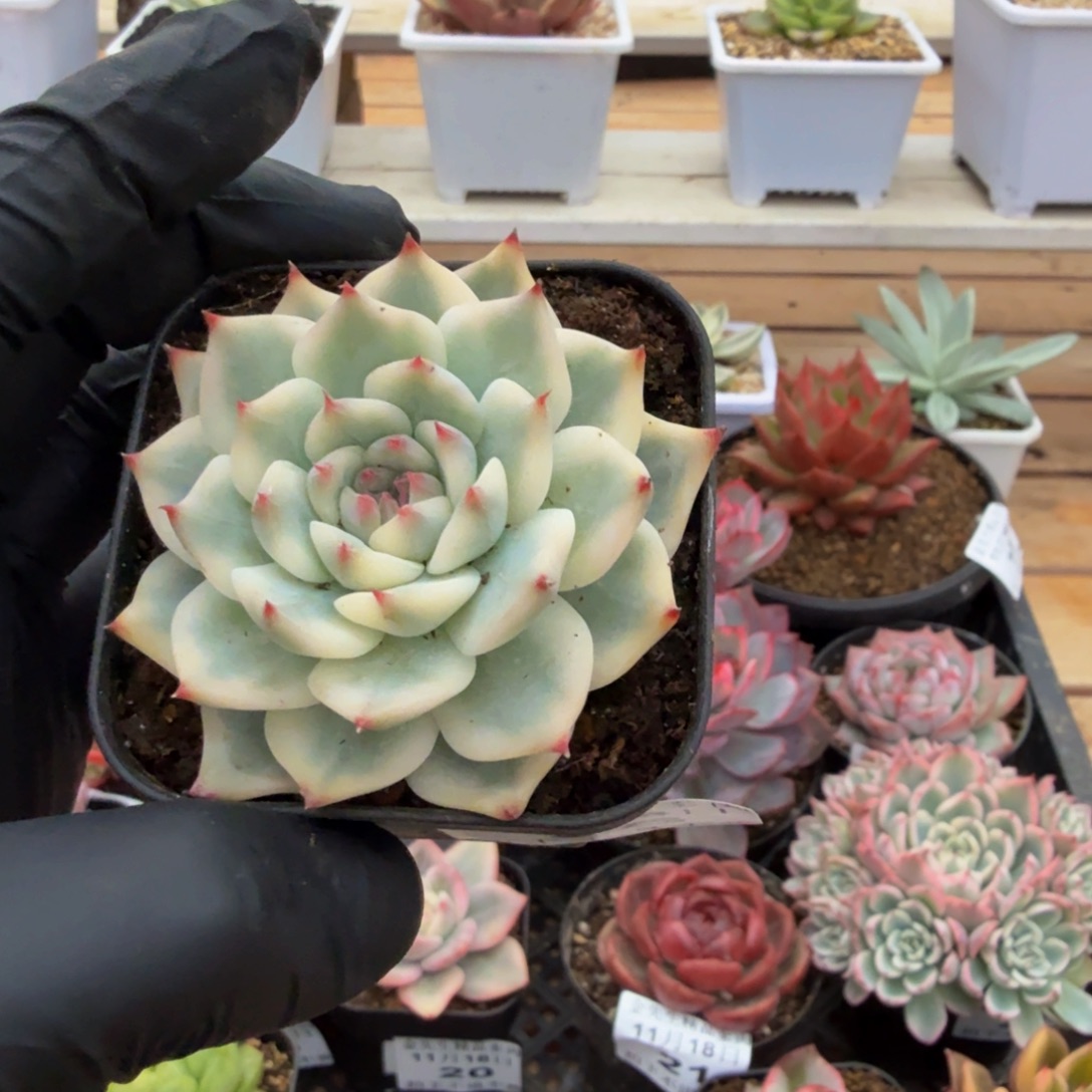 1118-25吉娃娃锦单头