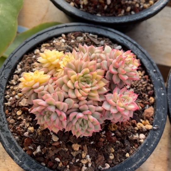 女雏锦 夏鸣园艺