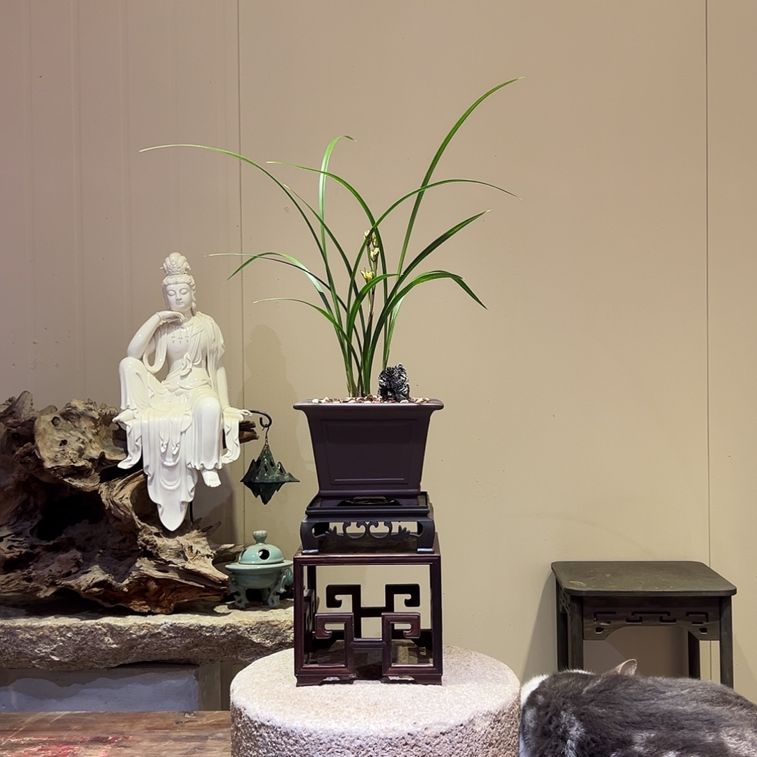 大部分花苞少量开放红凤