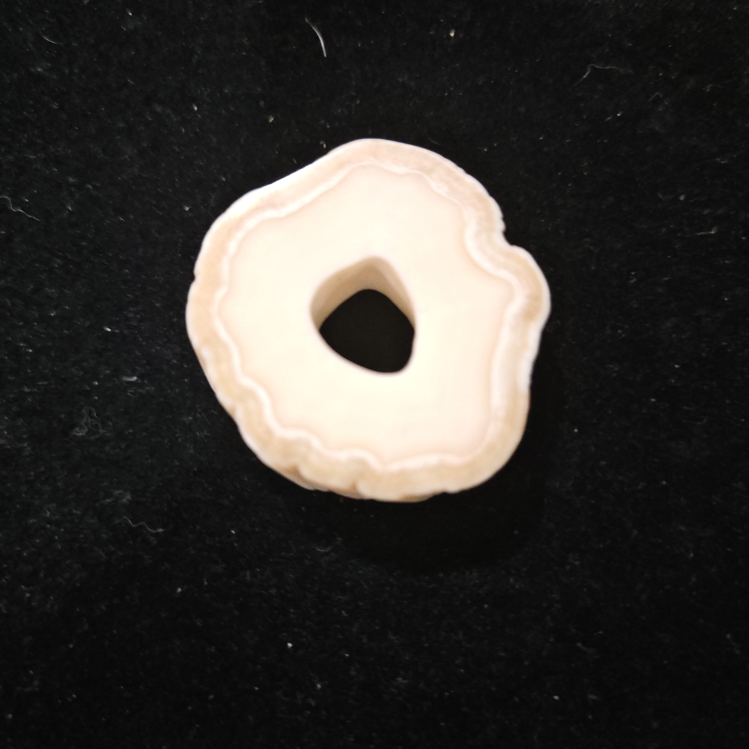 猛犸猛犸独饼子WT2