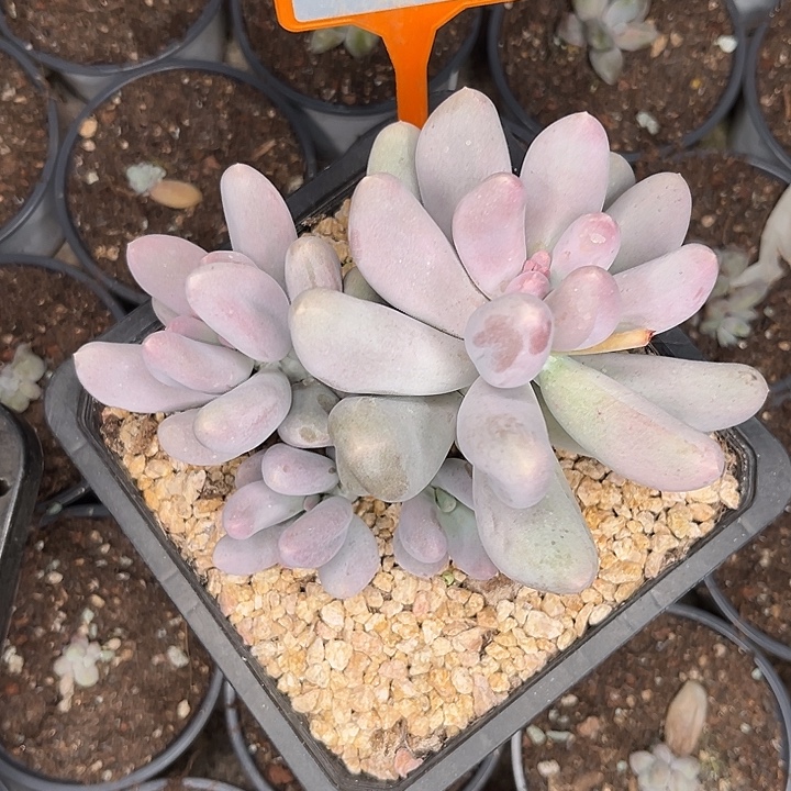 多肉植物米可奶416