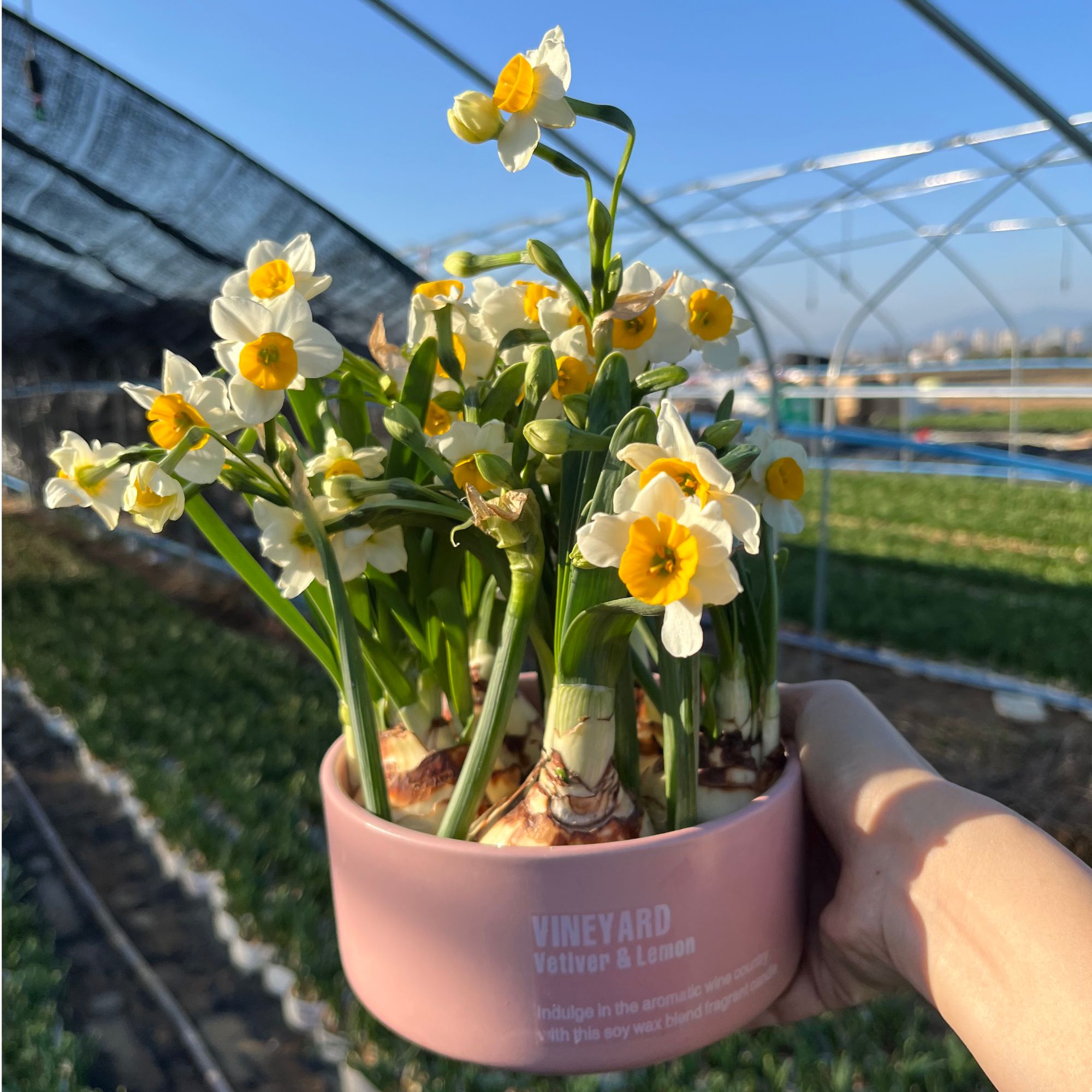 【年宵花】漳州水仙花种球带盆发货正宗特级高档水培开花浓香