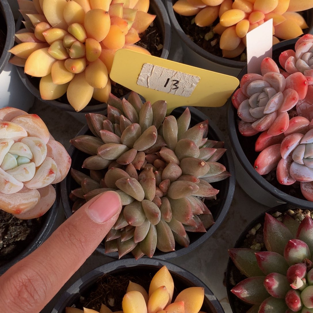 幻影美人727272727272