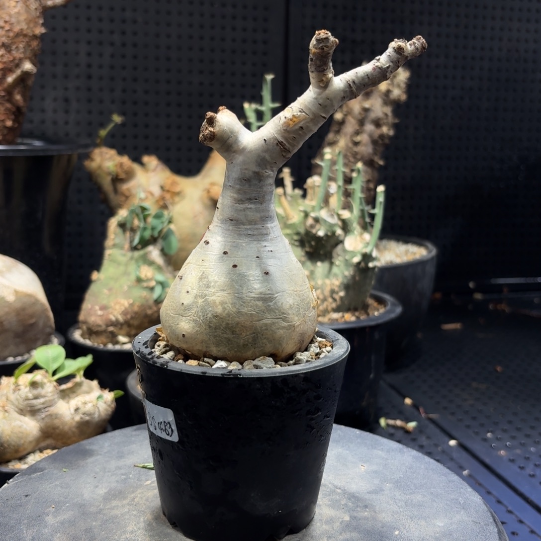 索马里小叶葡萄366666666