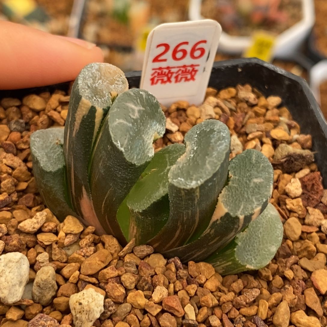 266大绳玉扇多肉植物