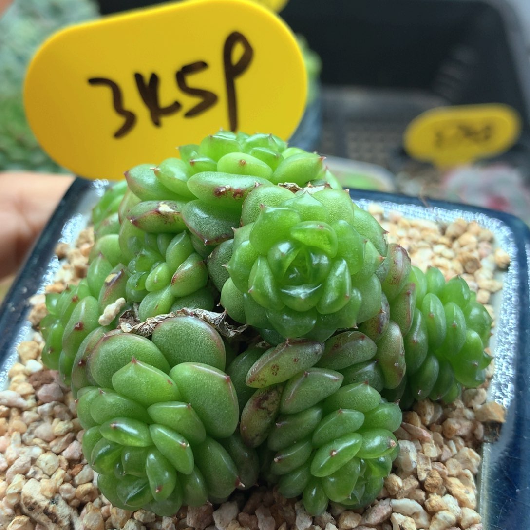 灯泡珍妮捧花群3459