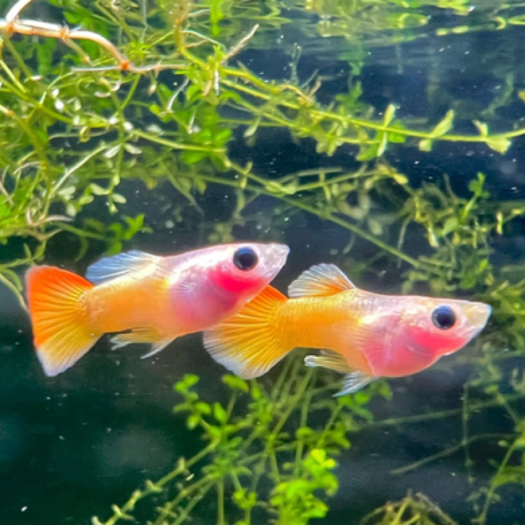 越南进口皇家落日玻璃猫孔雀鱼