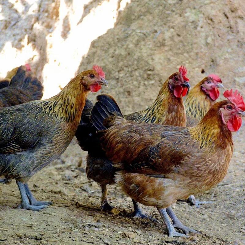 农家散养土鸡肉质鲜美单只2斤左右（四只装）包邮新鲜SX