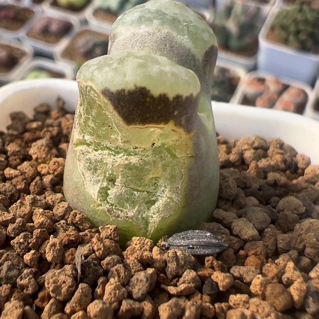 深***色36多肉植物百科植物